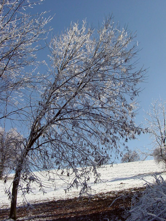 DSC07066 copy
